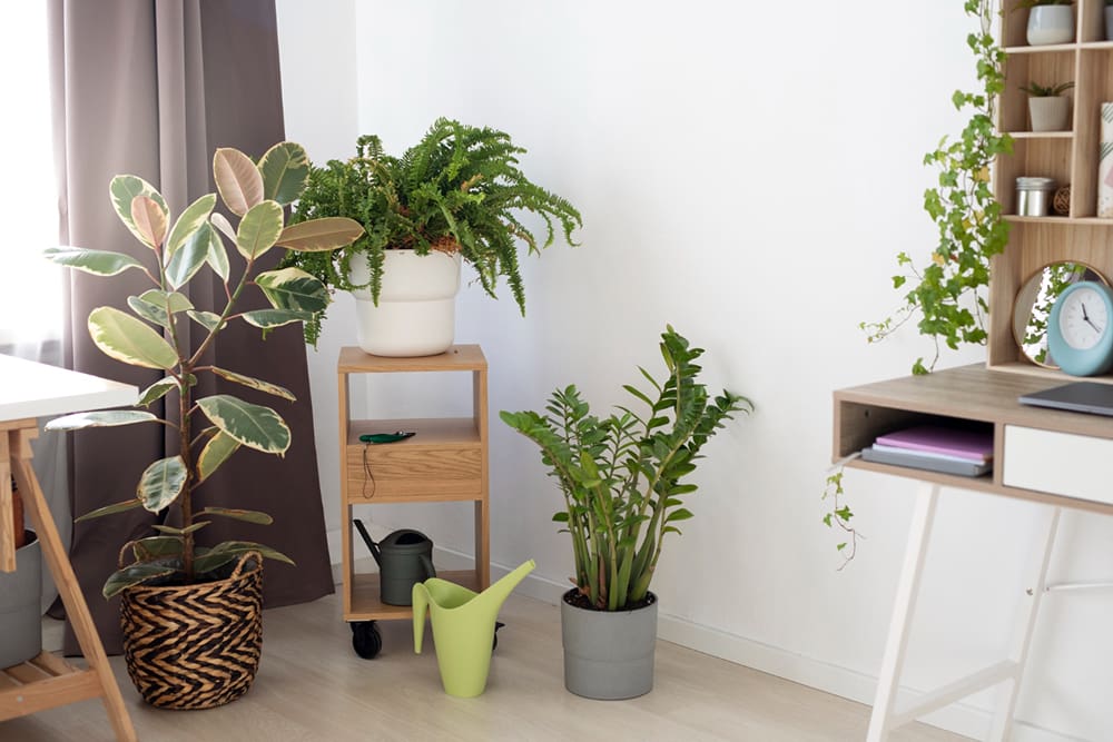 Tips Membuat Taman Dalam Rumah Minimalis Tropis yang Indah